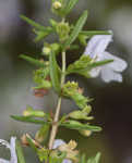 Apalachicola false rosemary